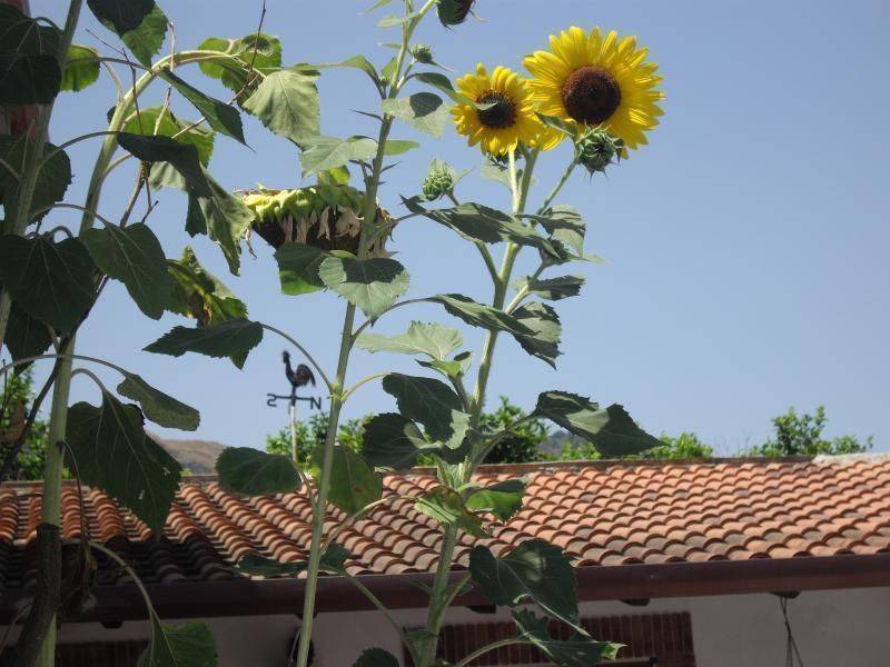 Sant'Alessio Siculo Apartment | Holiday apartment Sant'Alessio Siculo for 2 - 4 persons with 2 bedrooms - Holiday apartment