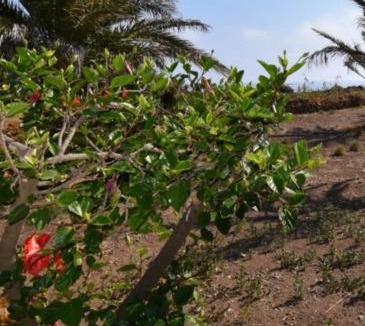 Pantelleria Villa | Dammusi di pietra SOLE