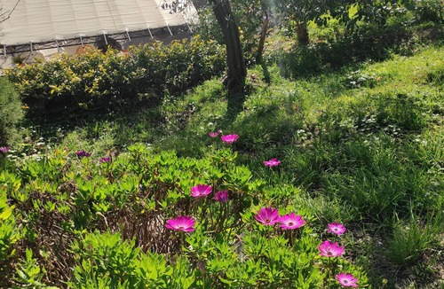 Mongiardino House | Detached cottage surrounded by greenery just minutes from the sea.