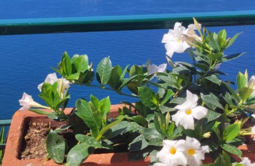 Monte Chiaro Bed & Breakfast | Giardino 21 Marzo