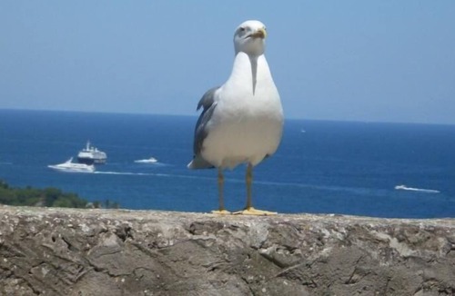Fiaiano House | Holiday house Barano d'Ischia for 4 persons with 1 bedroom - Holiday house