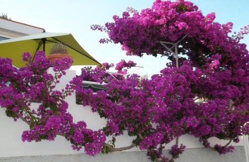 Ischia Porto Hotel | Hotel Villa Cecilia