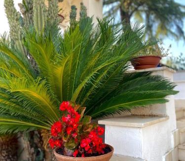 Sannicandro di Bari Apartment | Serè Apartments & Garden