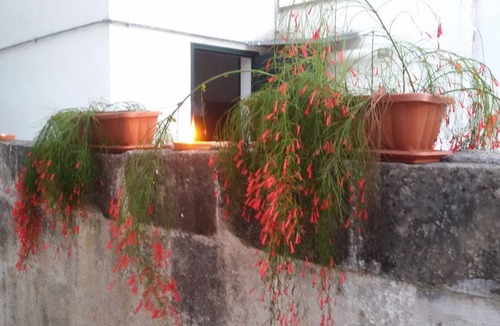 Cursi House | SWEET HOME detached house with garden pets allowed small size