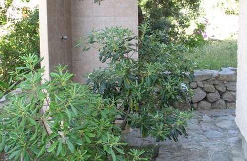 Rena Majore Villa | Villetta a Rena Majore (Santa Teresa Gallura) + sconto traghetto