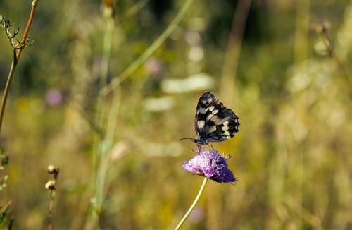 San Costantino Albanese Other | Wild Orchard Farm
