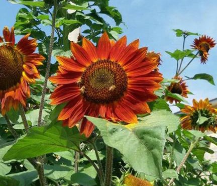 B&B Il Girasole