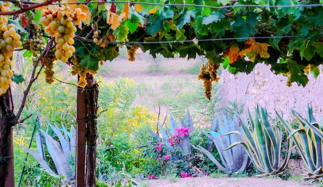 Bartoli Estate - Agave Apartment