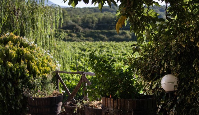 L'Antica Vigna