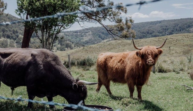 Meadow View Cottage - (3bdr) Off Grid Farm Getaway in Carrabolla