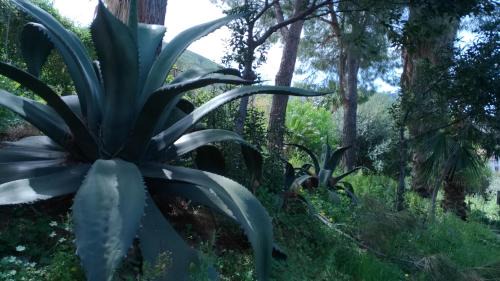Room bagno in comune Green Villa Sea view