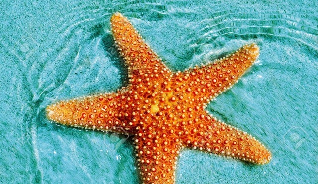 Star of the South - Favara AG