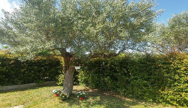 Villa Aurelio