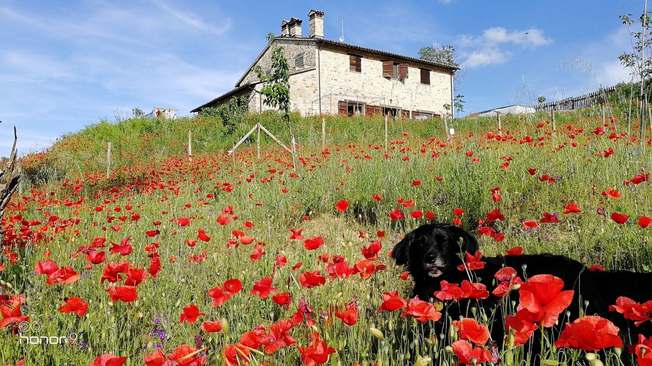 Photo of Buildings in Acqua Loreto