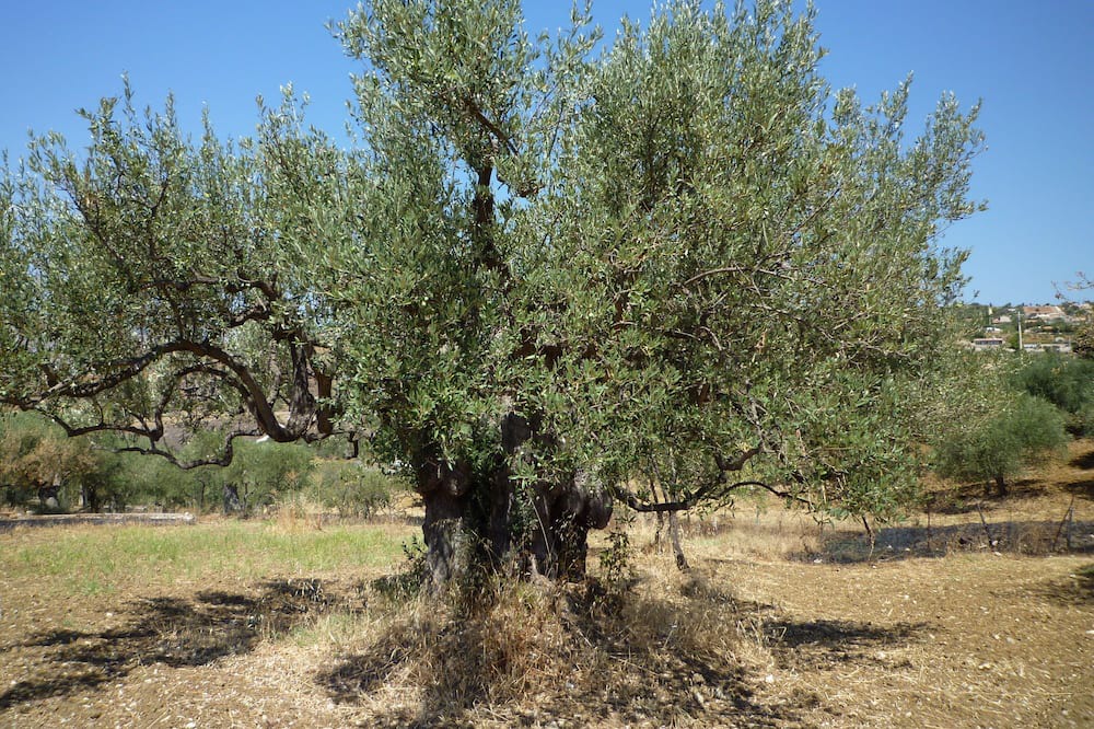 Photo of Outdoor in Bolognetta