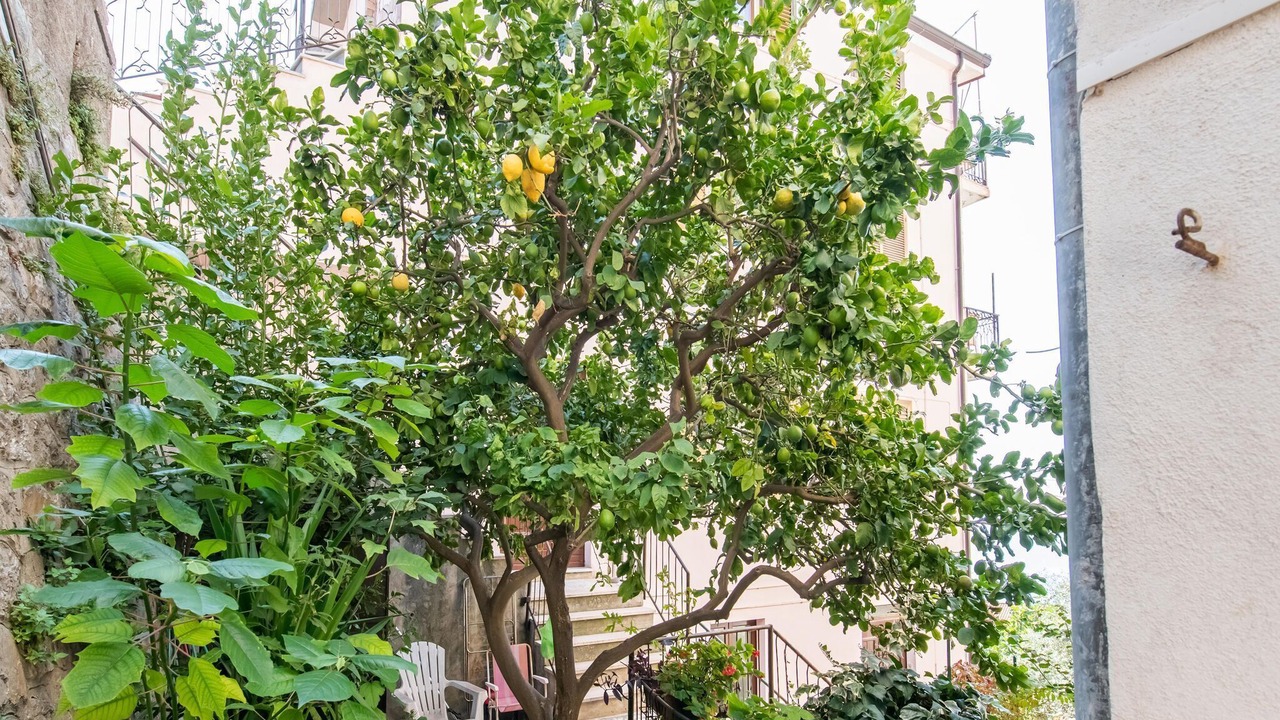 Photo of Outdoor in Cetraro