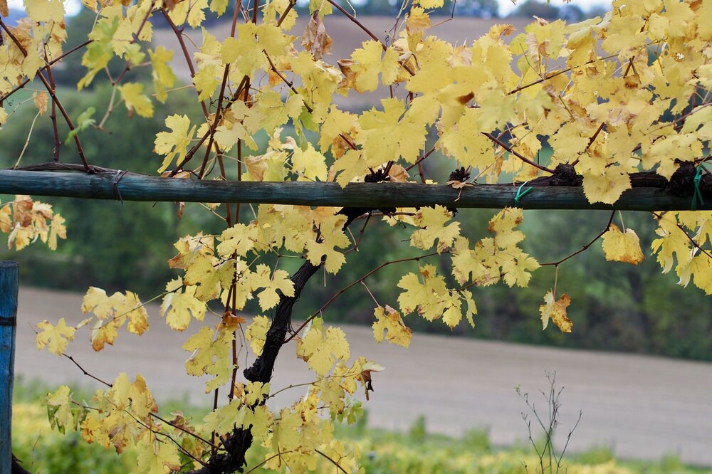 Photo of Outdoor in Montalcino