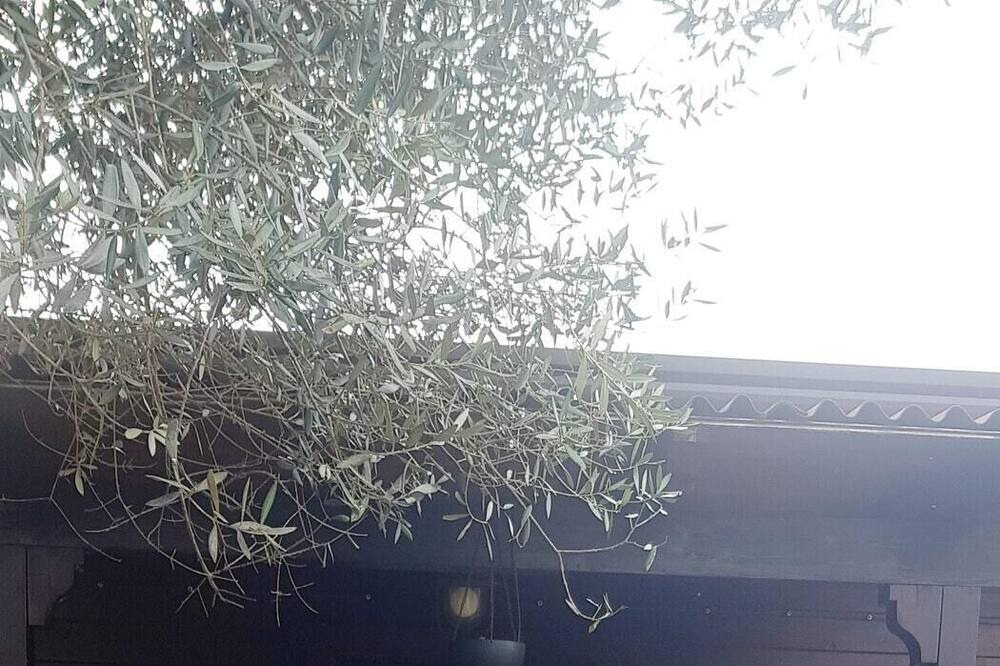 Photo of Others in Sant'Antonio Abate