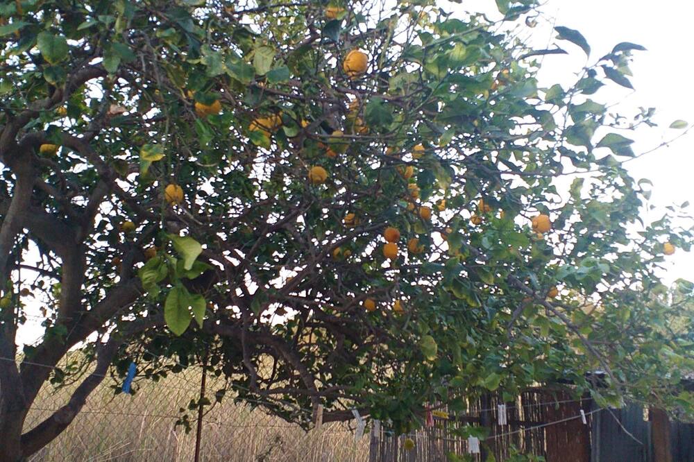 Photo of Outdoor in Vaccarizzo