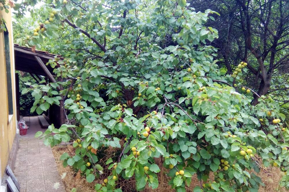 Photo of Outdoor in Mascalucia