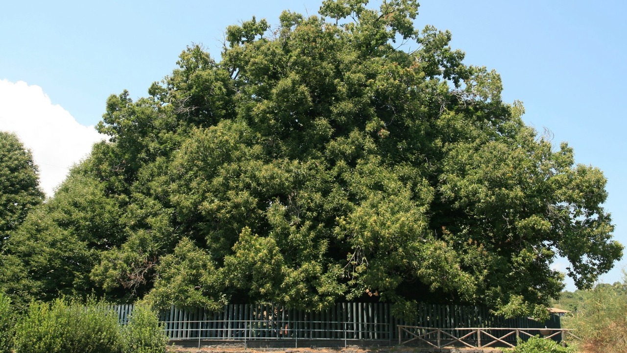 Photo of Outdoor in Coste