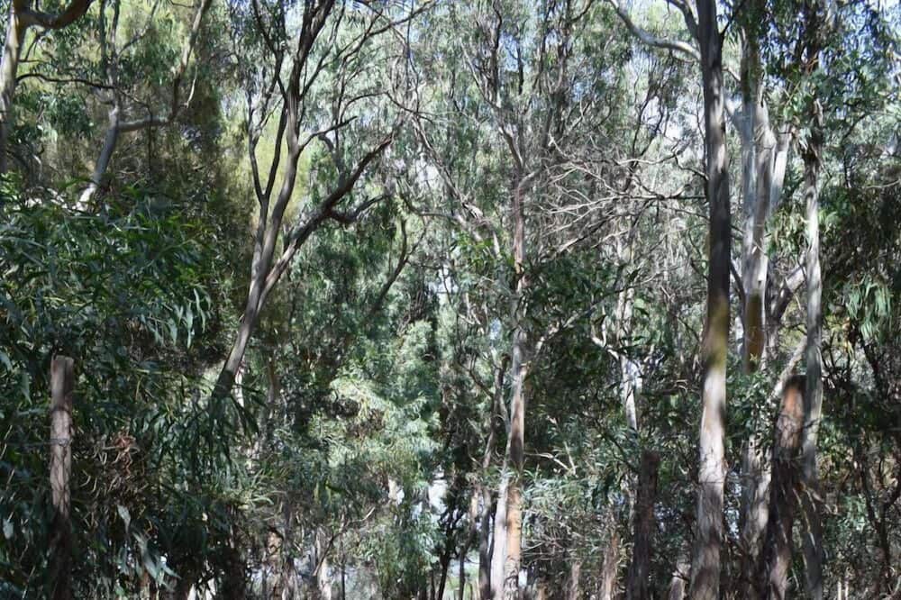 Photo of Outdoor in Vaccarizzo