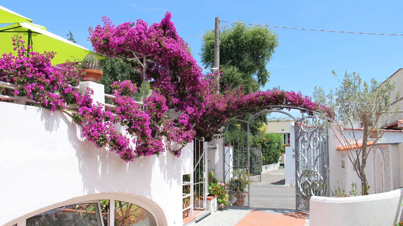 Photo of Outdoor in Ischia Porto