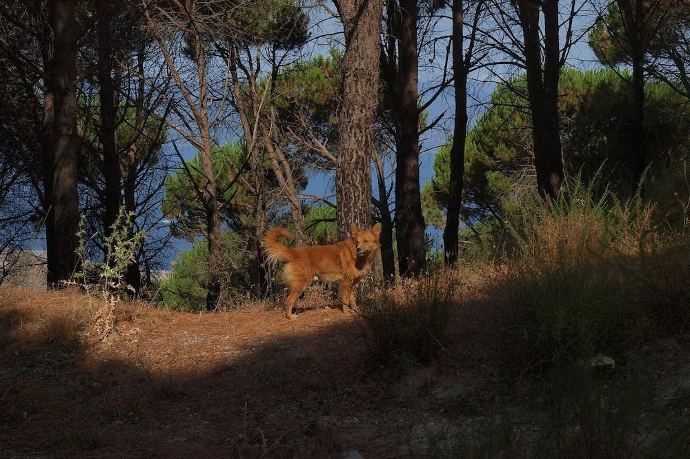 Photo of Outdoor in Motta San Giovanni