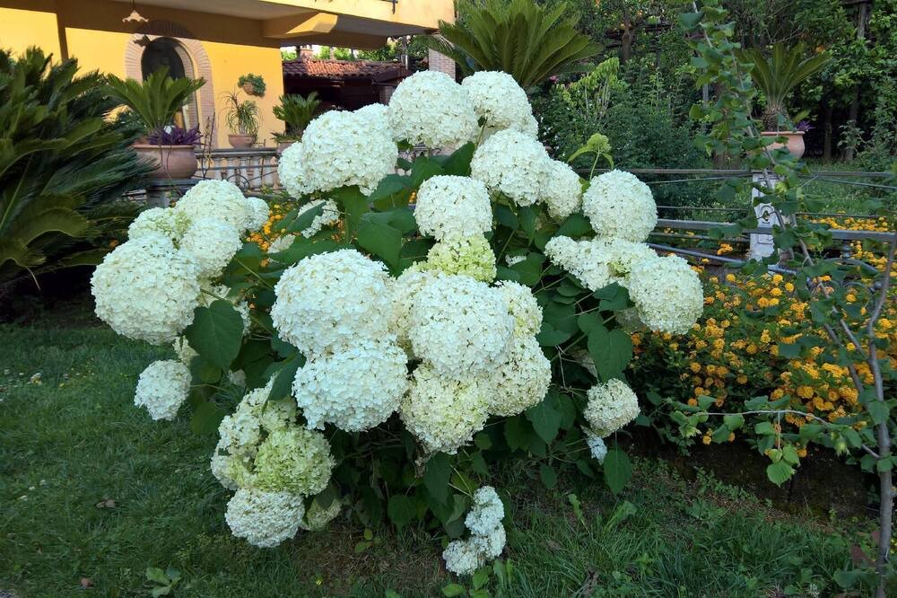 Photo of Outdoor in Sant'Agnello