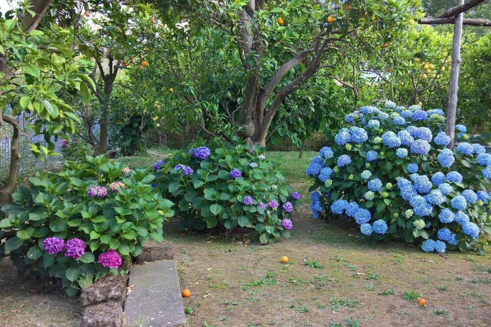Photo of Outdoor in Sant'Agnello