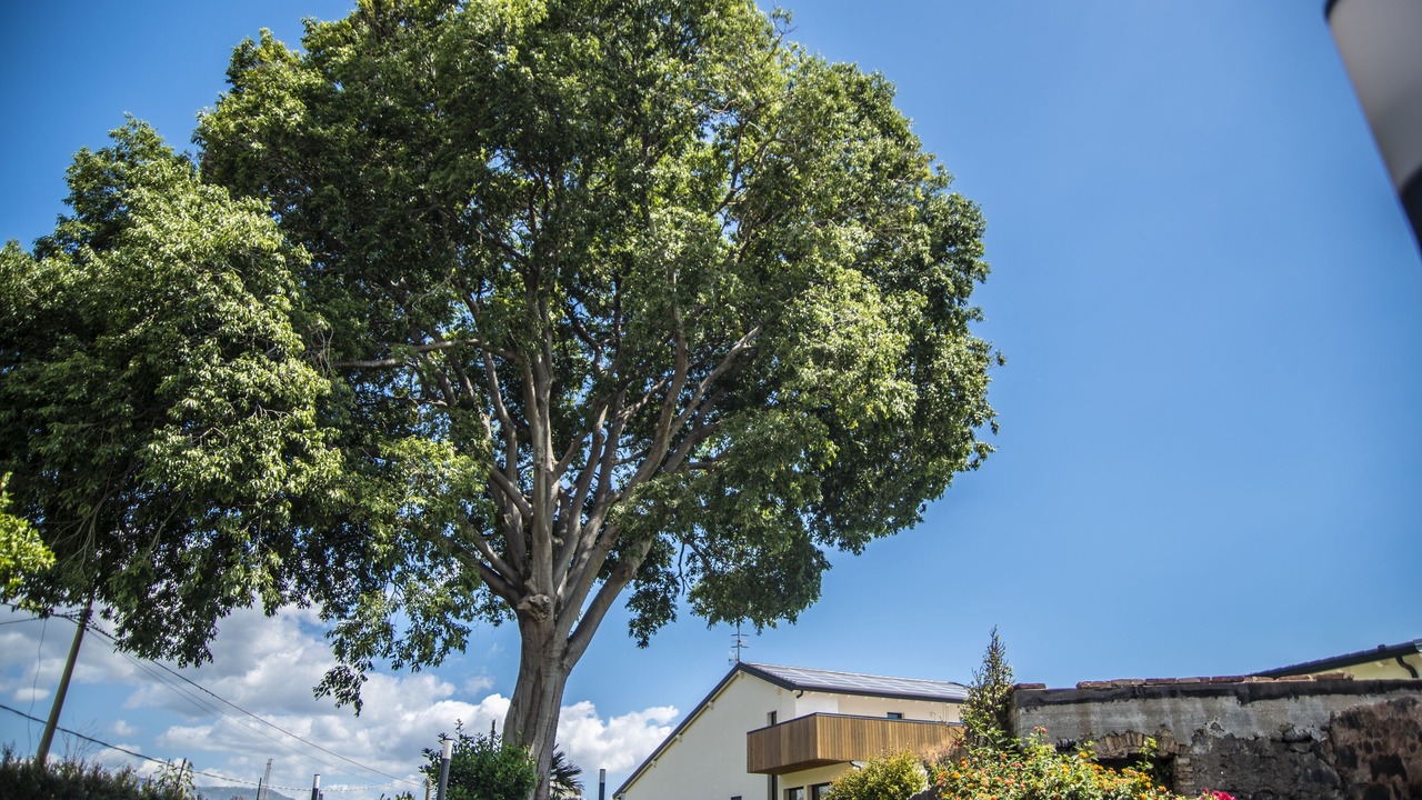 Photo of Outdoor in Mascali