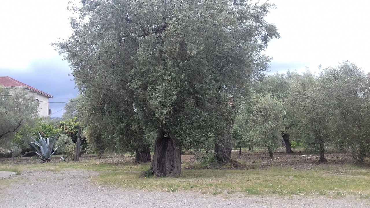 Photo of Outdoor in Amica