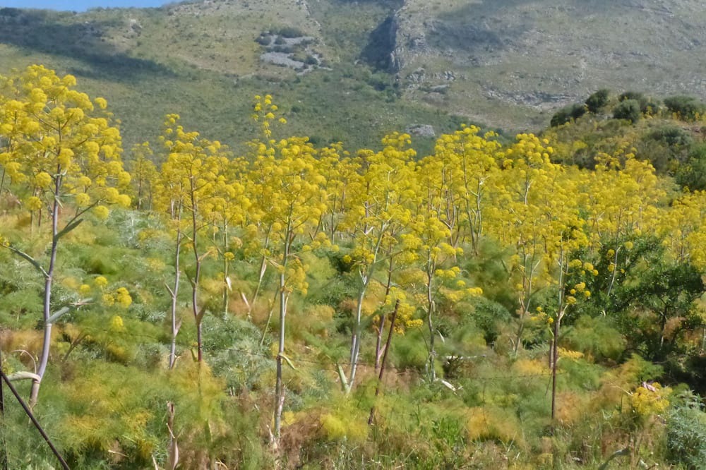 Photo of Others in Madonie National Park