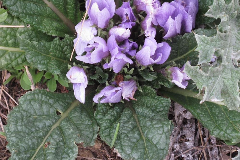 Photo of Others in Madonie National Park