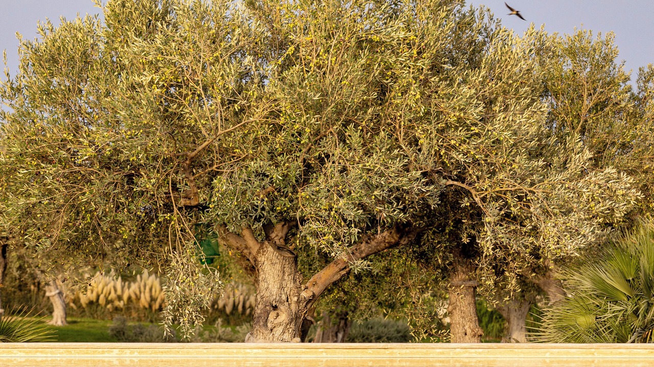 Photo of Outdoor in Noto