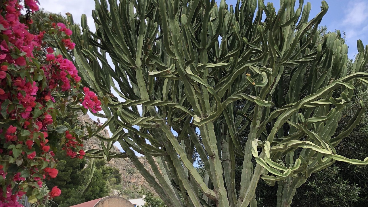 Photo of Outdoor in Capo Zafferano