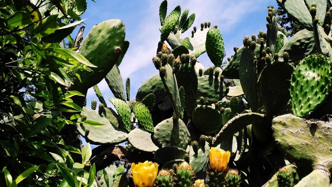 Photo of Outdoor in Castromediano