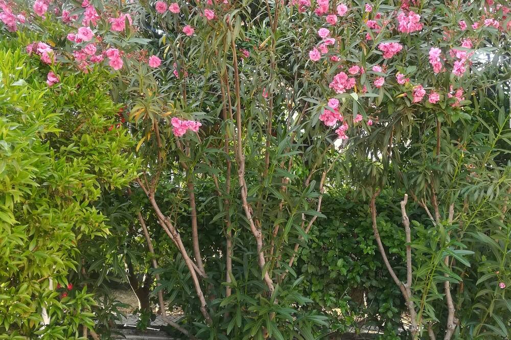 Photo of Outdoor in Viagrande