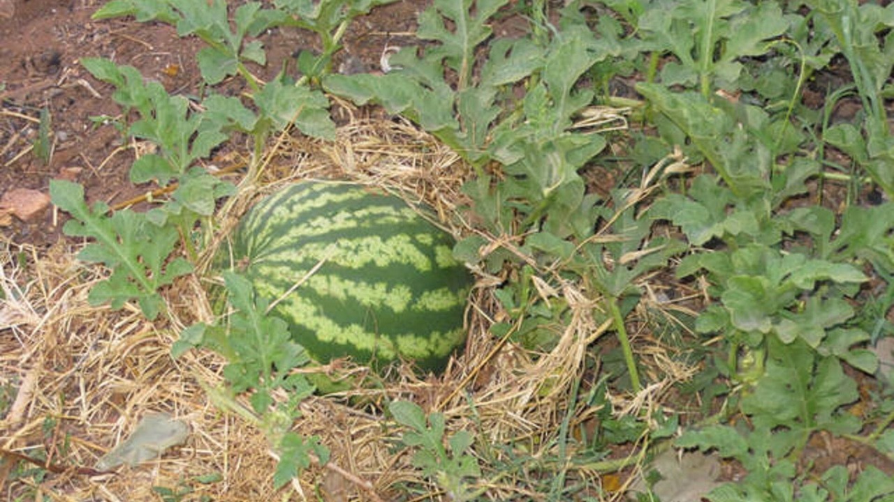 Photo of Outdoor in Terrasini