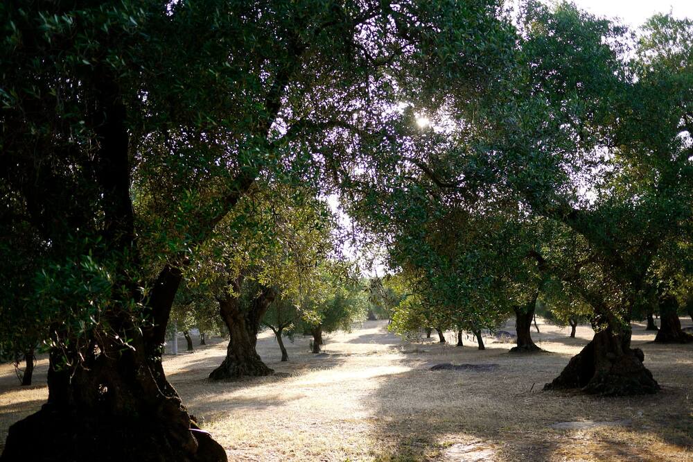 Photo of Others in Carpignano Salentino