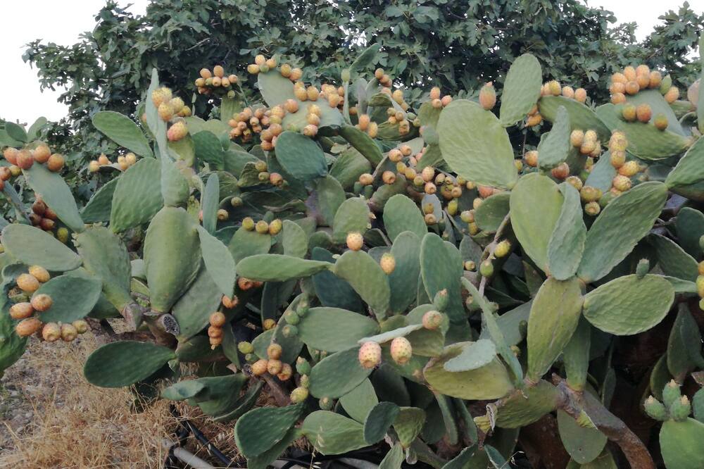 Photo of Outdoor in Menfi