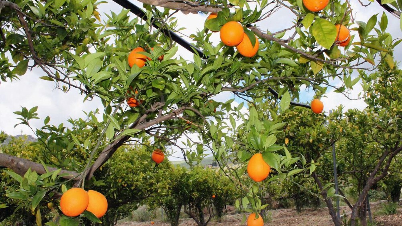 Photo of Outdoor in Acquaviva Platani