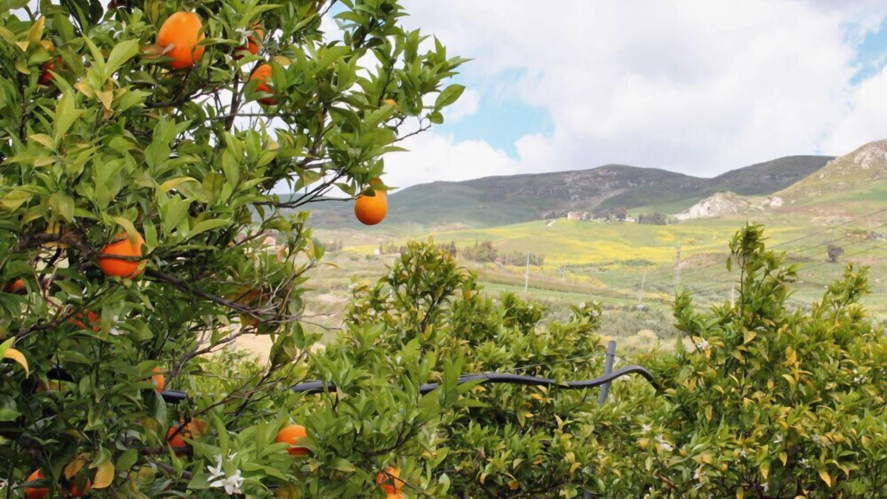 Photo of Outdoor in Acquaviva Platani