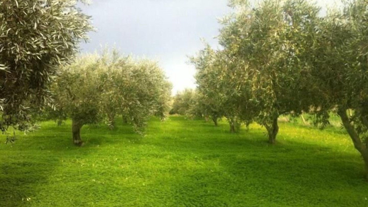 Photo of Outdoor in Campofiorito