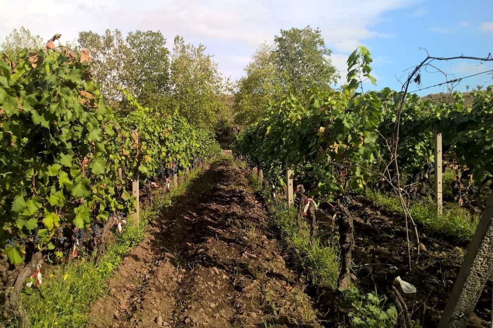 Photo of Outdoor in Rovittello