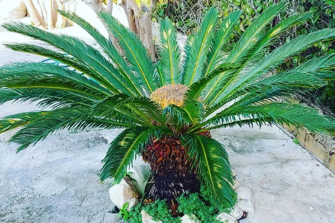 Photo of Outdoor in Realmonte