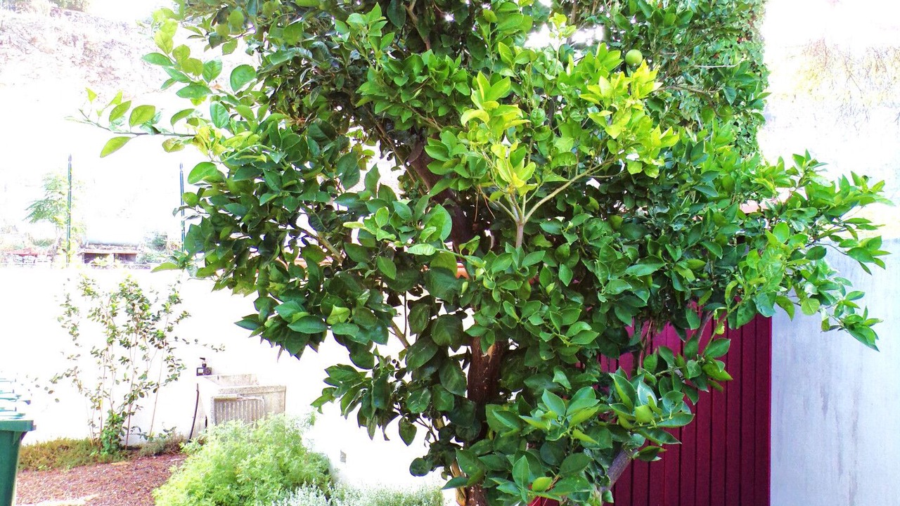 Photo of Outdoor in Casamicciola Terme