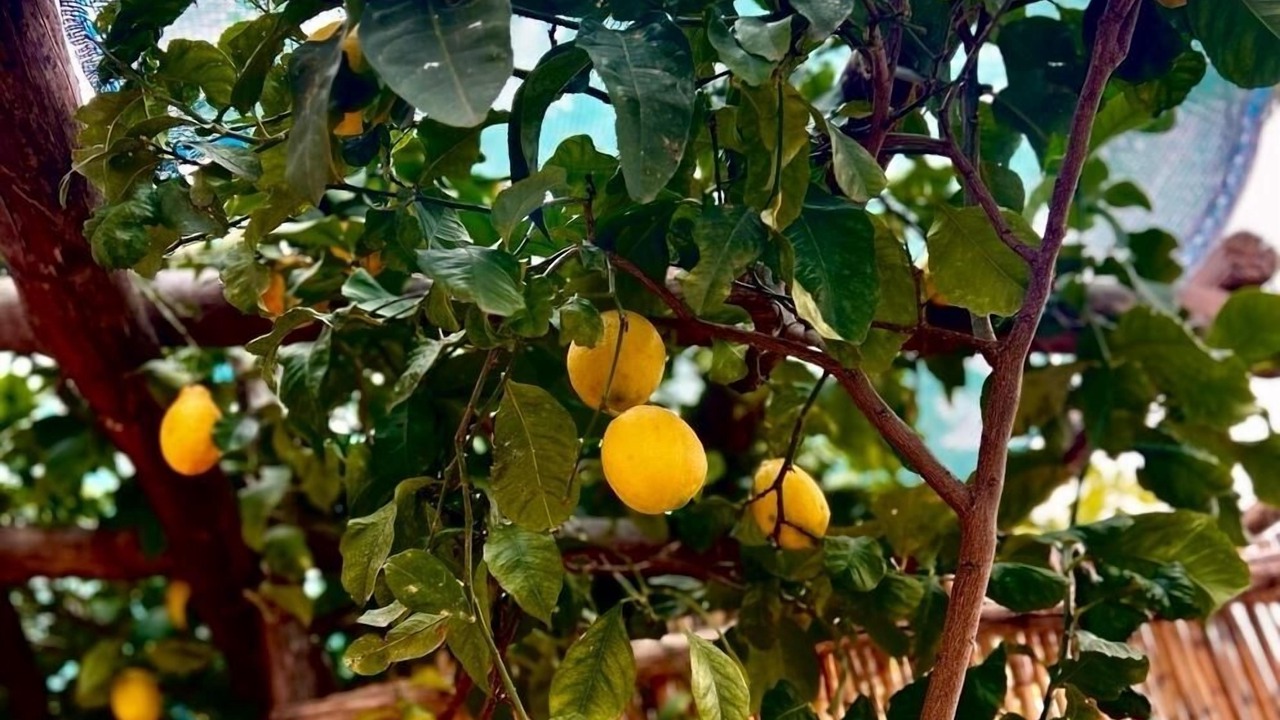 Photo of Outdoor in Pogerola