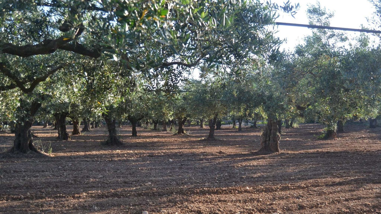 Photo of Others in Sciacca