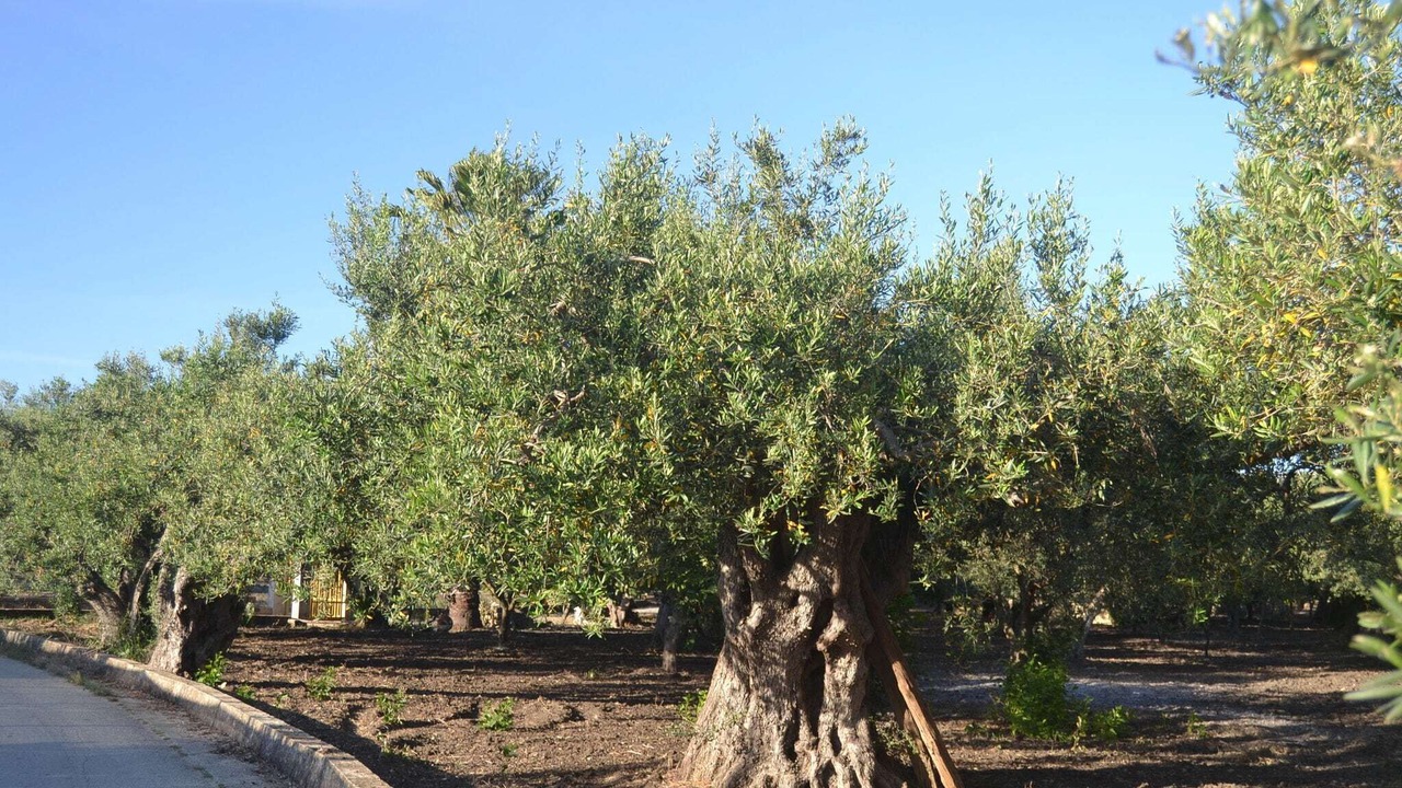 Photo of Others in Sciacca